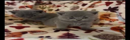 British Shorthair cats for sale: British blue shorthair kittens - Advert 4
