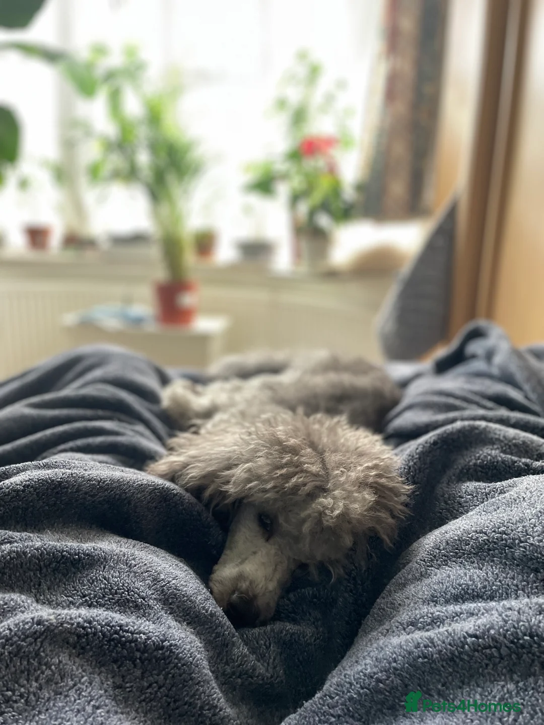 Miniature Poodle dogs for stud: Mister Kent Merlin silver miniature Poodle Stud in London - Advert 11