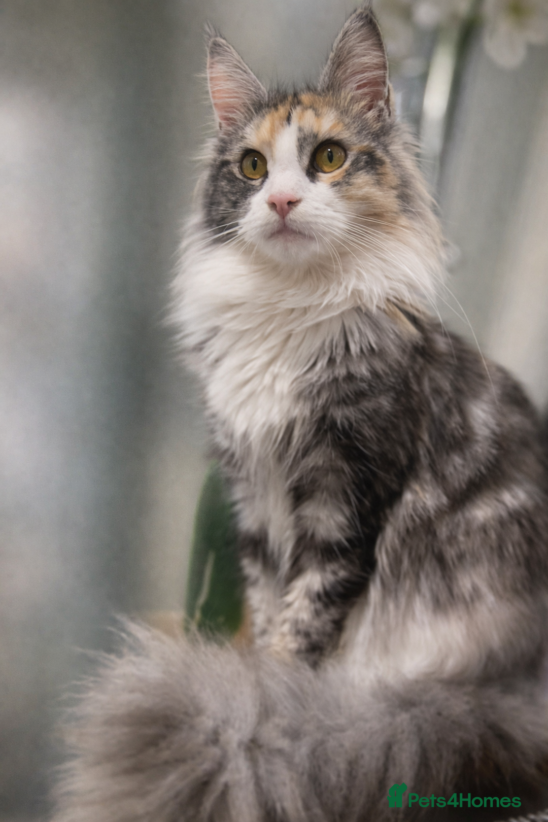 Maine Coon cats for sale: Active registered 1 year old female Maine Coon - Advert 2