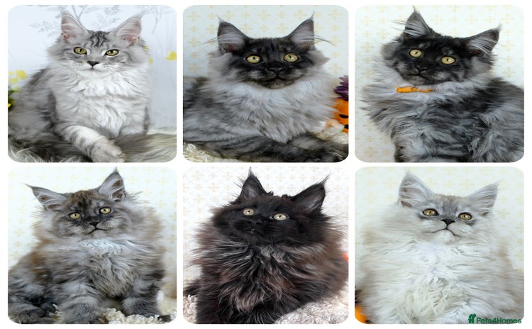 Maine Coon cats - Advert 9