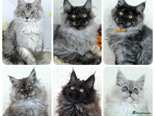 Maine Coon cats - Advert 2