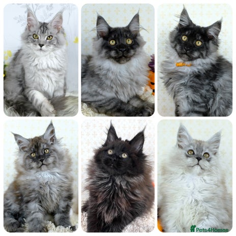 Maine Coon cats - Advert 9