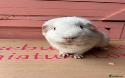 Guinea Pig rodents for sale: Male guinea pig  - Image 1