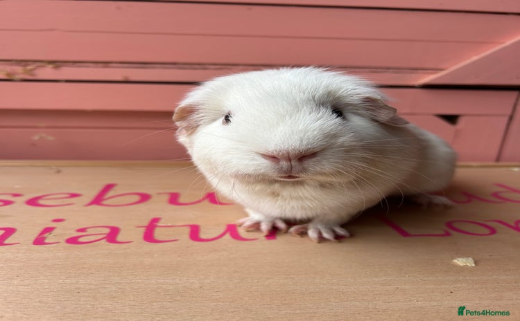 Guinea Pig rodents - Advert 7