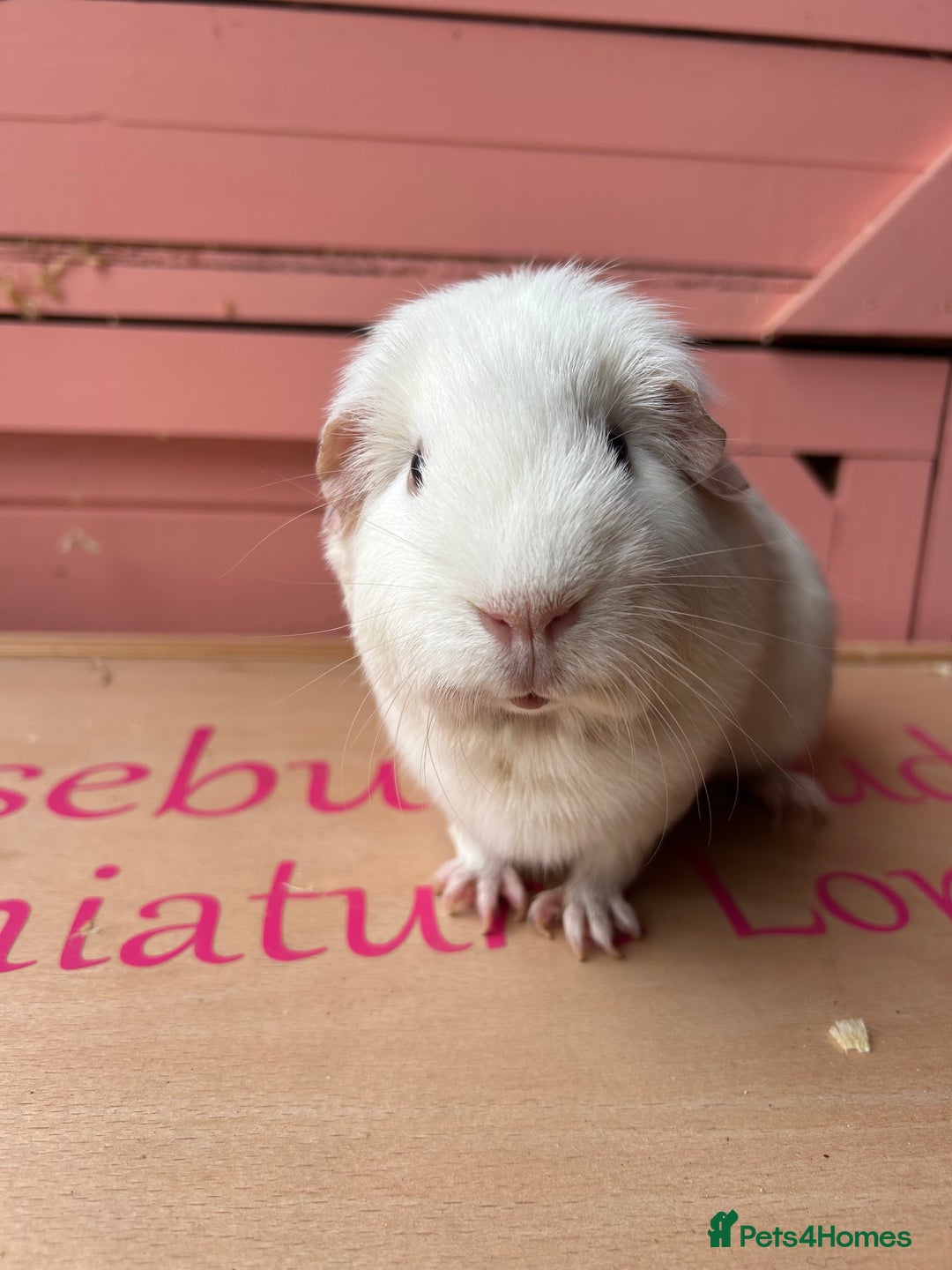 Guinea Pig rodents for sale: Male guinea pig  - Image 1