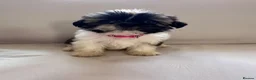 Shih Tzu dogs for sale: Shih Tzu puppies - Advert 5