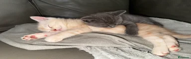 Grey Female