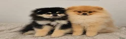 Pomeranian dogs for sale: Beautiful Stunning Loving Pomeranian Puppies  - Advert 6