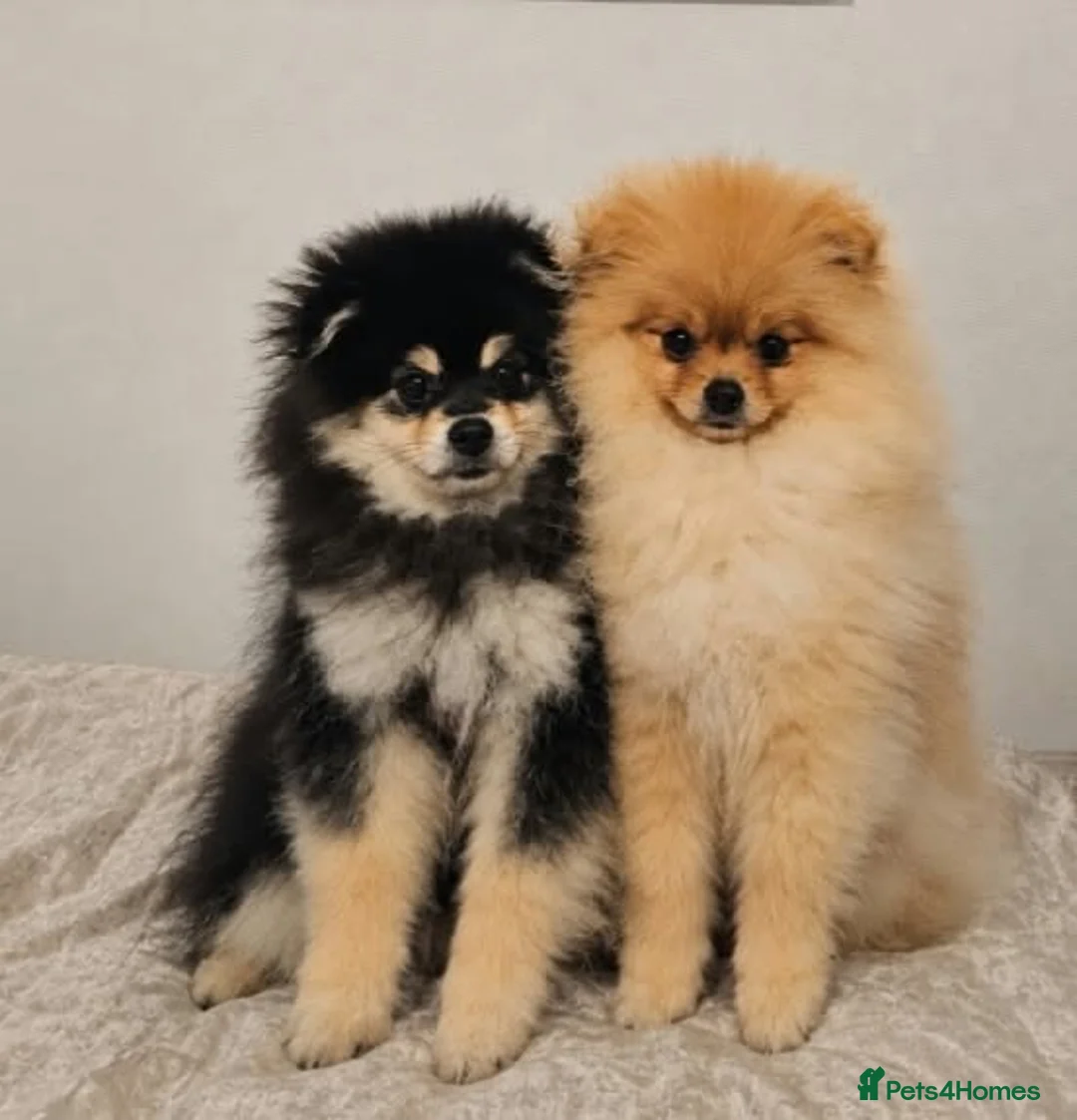 Pomeranian dogs for sale: Beautiful Stunning Loving Pomeranian Puppies  - Advert 6