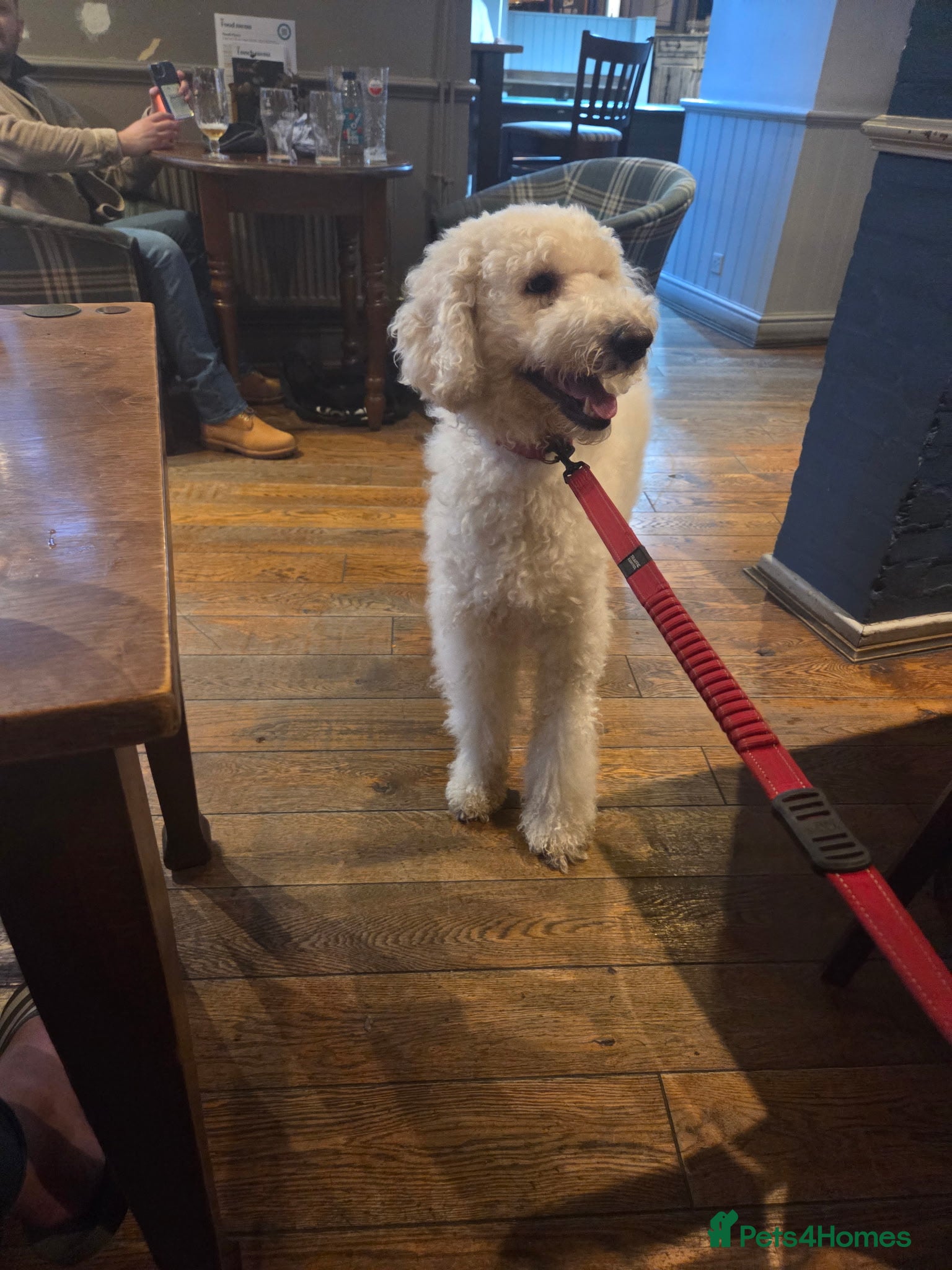 Standard Poodle dogs for stud: Standard White Poodle as stag - Advert 1