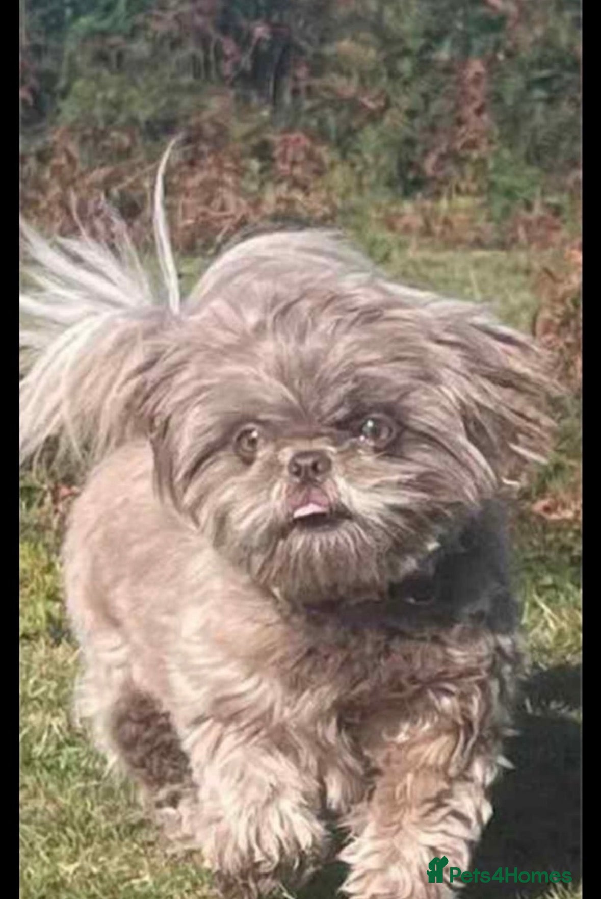 Shih Tzu dogs KC Reg Imperial Shihtzu Pups 3 boys 2Girls - Advert 2