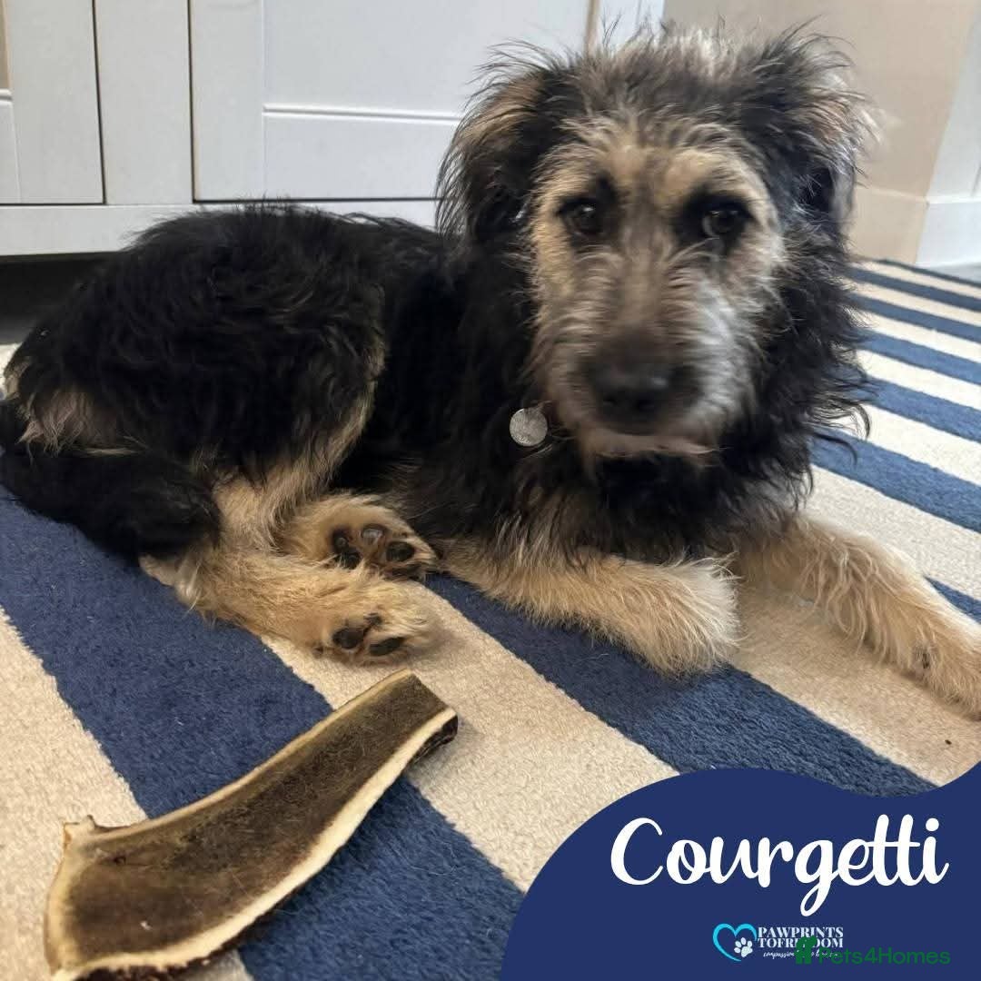 Mixed Breed dogs Meet Courgetti, currently residing in Norfolk  - Advert 1