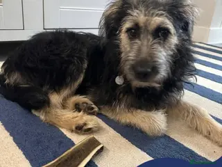 Mixed Breed dogs Meet Courgetti, currently residing in Norfolk - Advert 1