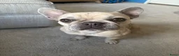 Mixed Breed dogs for sale: 💔Rehoming - Frenchie in need of forever home🐾 in London - Advert 2