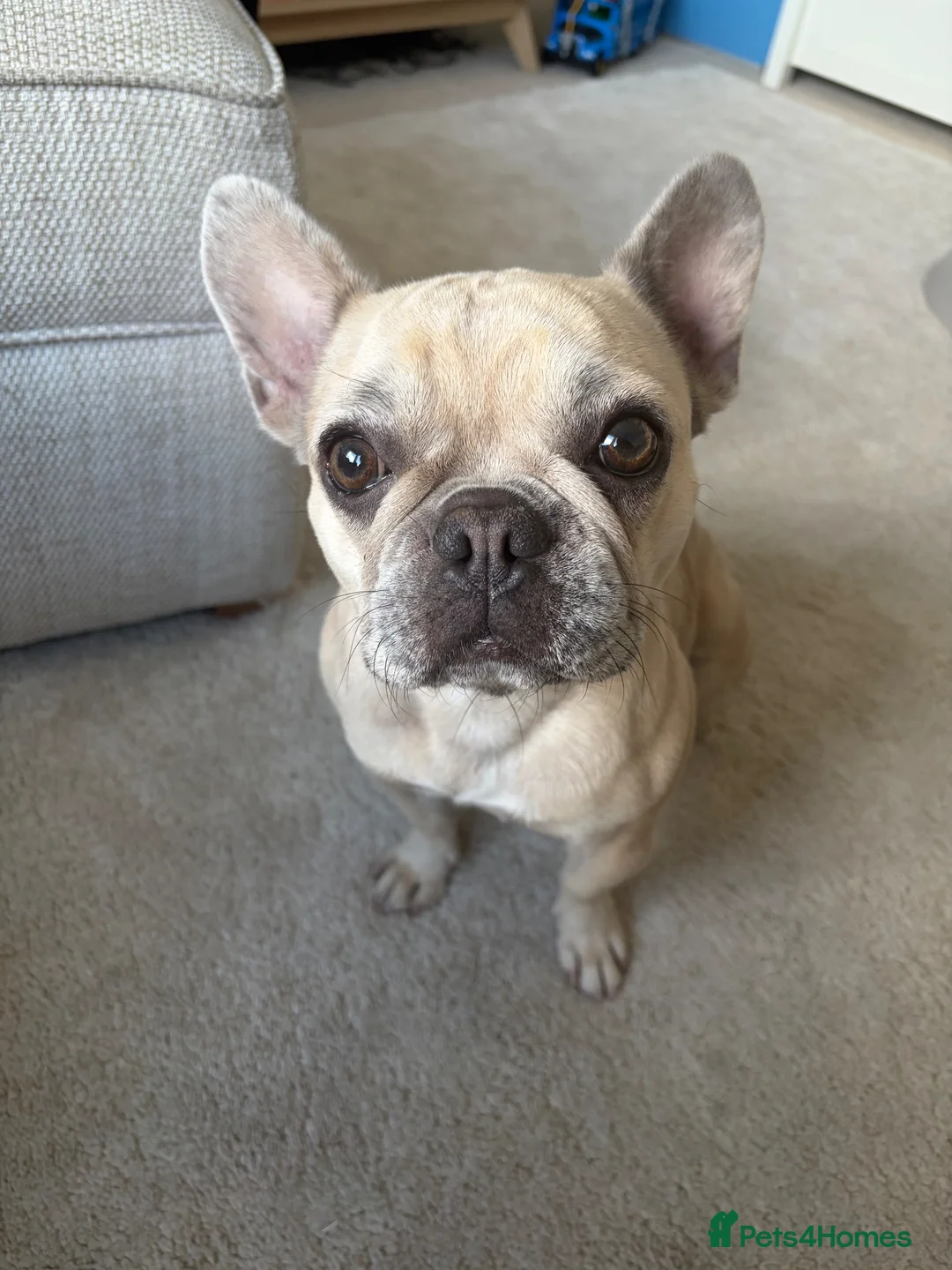 Mixed Breed dogs for sale: 💔Rehoming - Frenchie in need of forever home🐾 in London - Advert 2