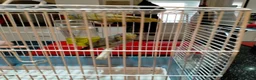 Parrots birds for sale: PAIR OF CELESTIAL PARROLETS LARGE CAGE ON WHEELS - Advert 3