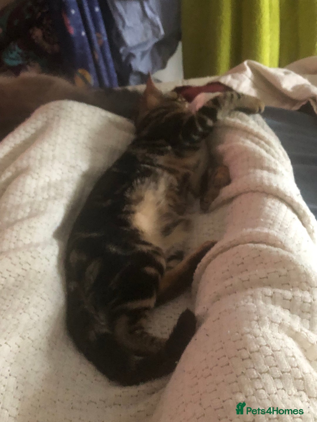 Bengal cats for sale: Bengal cross - Image 5