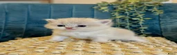 British Shorthair cats for stud: Golden British Shorthair Stud NY12 TICA Proven - Advert 12
