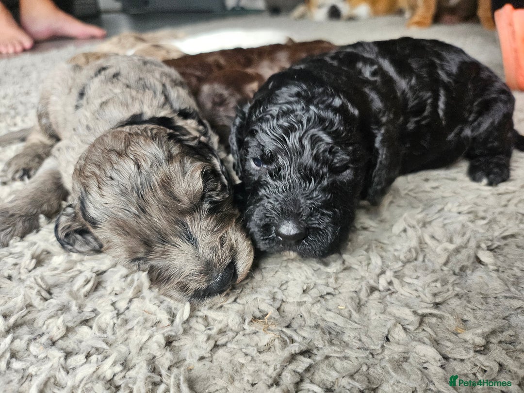 Cockapoo dogs for sale: Cockapoo puppies - Image 30
