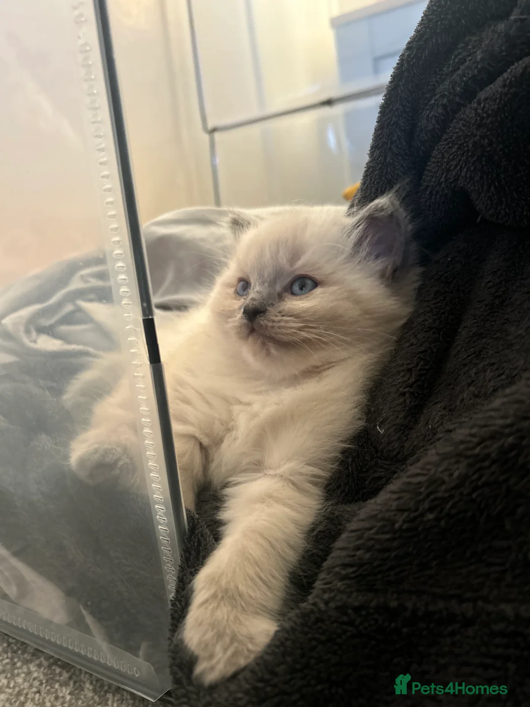 Ragdoll cats for sale: BOY x ragdoll kitten - Advert 4