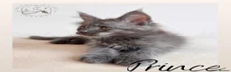Maine Coon cats for sale: High Smoke, Smoke and Solid Pedigree Maine Coon’s - Advert 34