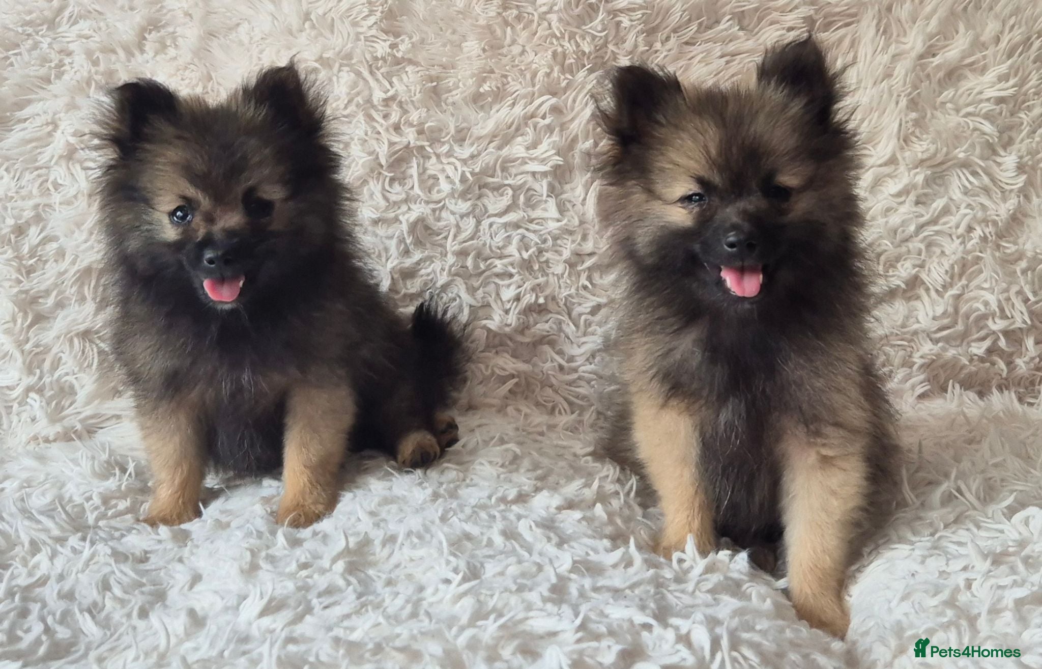 Pomeranian dogs Little pomeranian puppies  - Advert 14