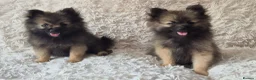 Pomeranian dogs for sale: Little pomeranian puppies  - Advert 9
