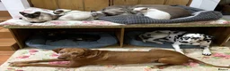 Siamese cats for sale: Pedigree, top quality kittens  - Advert 4