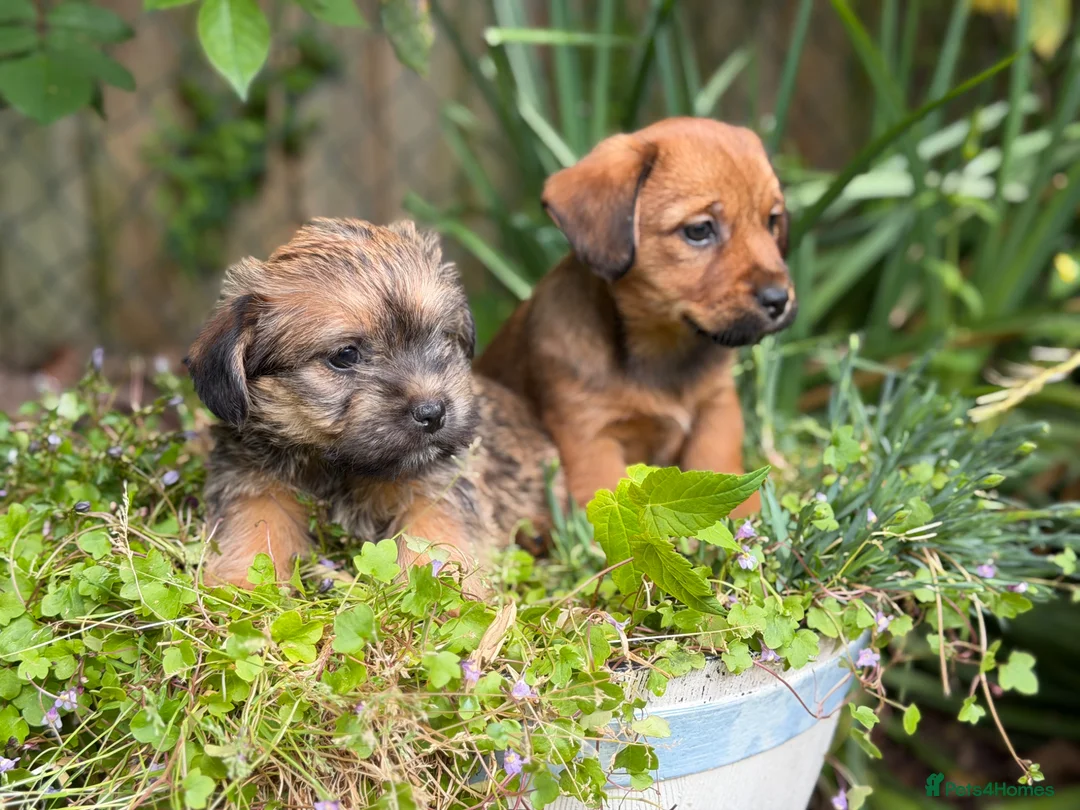 Mixed Breed dogs for sale: Exceptional Norfolk terrier x jrt pups ready now  - Advert 1