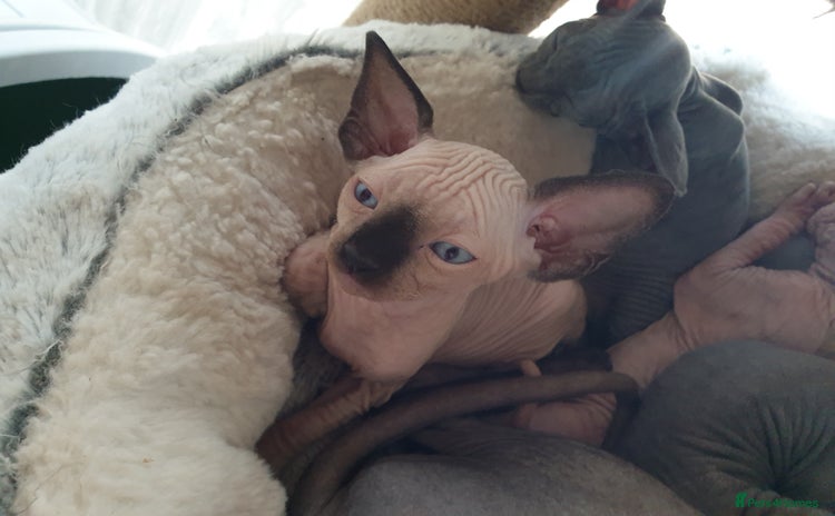 Sphynx cats - Advert 16