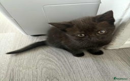Bombay cats for sale: Two Bombay mix kittens - Image 3