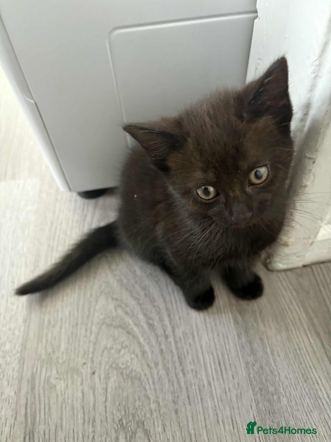 Bombay cats for sale: Two Bombay mix kittens - Image 3