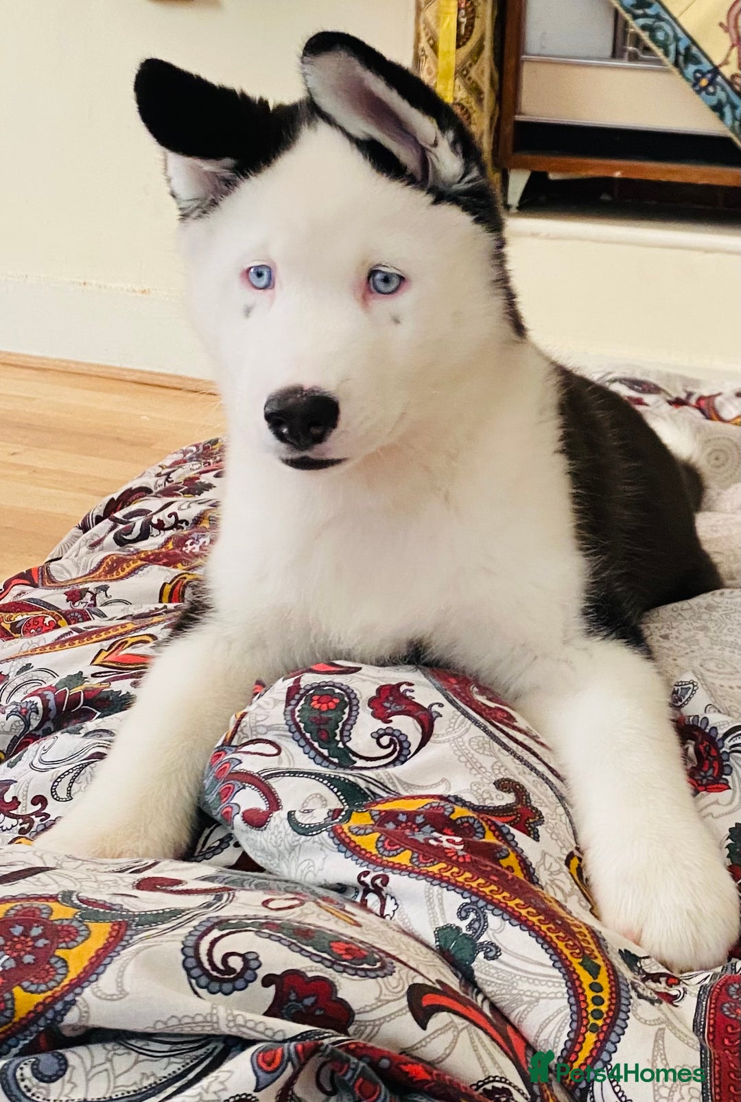 Siberian Husky dogs for stud: Stunning Blue eye Sibrian Husky for Stud  in Liverpool - Image 12
