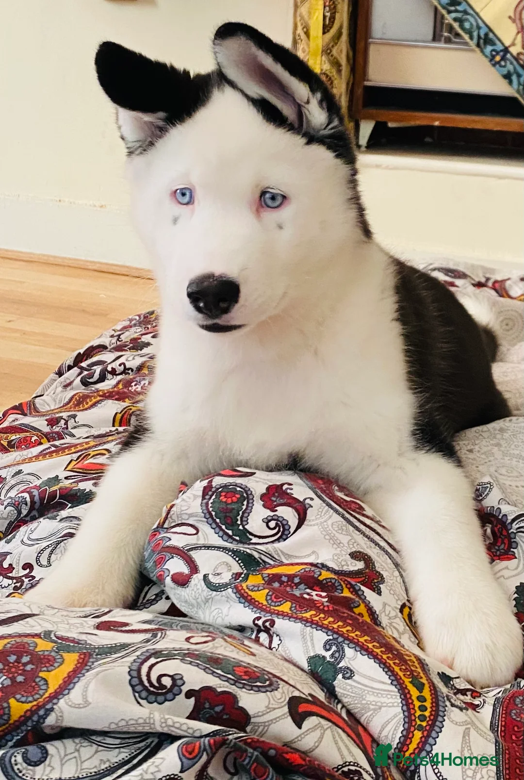 Siberian Husky dogs for stud: Stunning Blue eye Sibrian Husky for Stud (Proven) in Liverpool - Advert 12