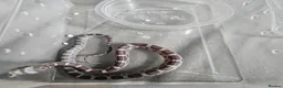 Corn Snake reptiles for sale: Corn snake babies for sale  in Milton Keynes - Advert 8