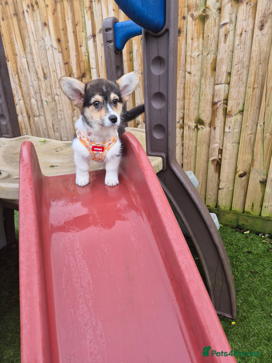 Welsh Corgi Pembroke dogs for sale: Kc reg Serbian lined female - Advert 1