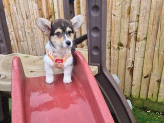 Welsh Corgi Pembroke dogs Kc reg Serbian lined female - Advert 1