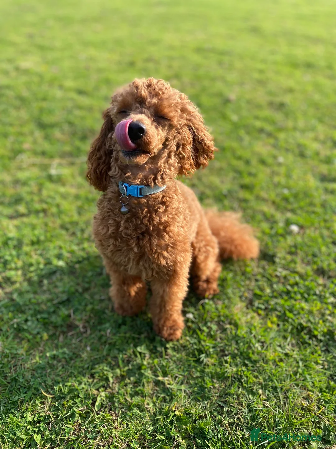 Toy Poodle dogs for stud: Toy Poodle - Red - KC Reg  - FOR STUD - Advert 4