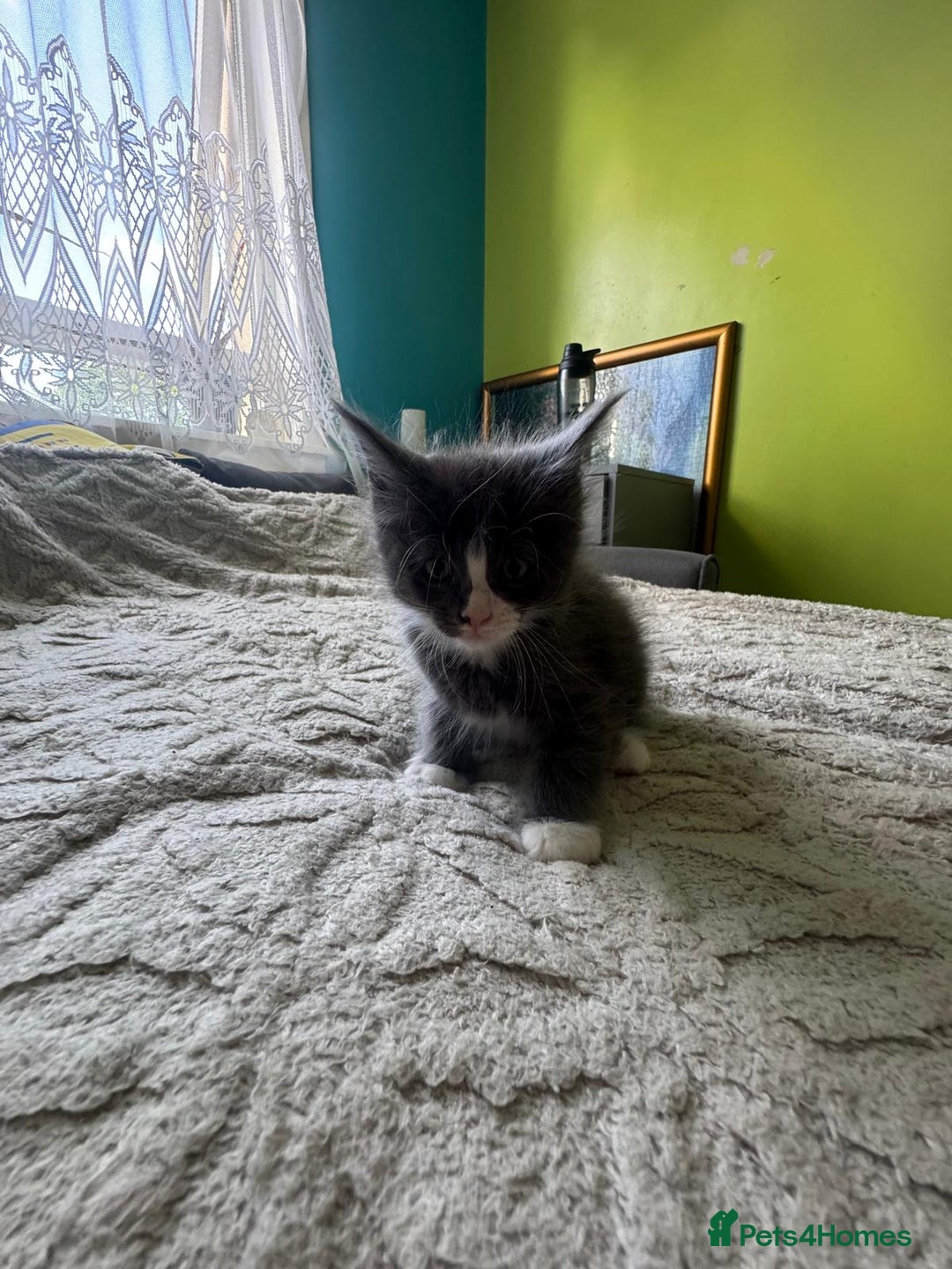 Maine Coon cats for sale: Gorgeous maine coon kittens  - Image 20