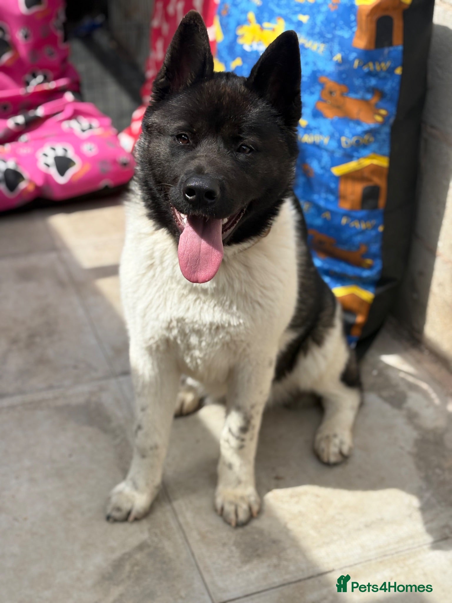 Akita dogs KC Registered American Akita Puppy - Advert 5