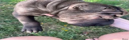Shar Pei dogs for sale: Sharpei Pups - open to offers - Advert 10