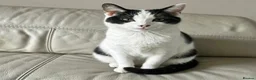 Mixed Breed cats for sale: Male kitten for sale 💕 - Advert 1