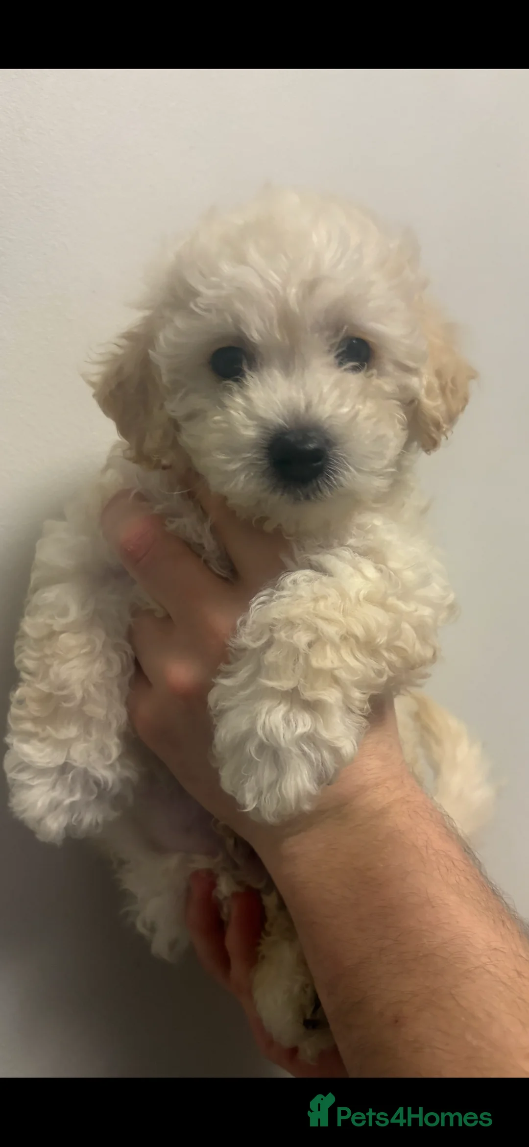 Cavapoochon dogs for sale: *REDUCED*LAST BABY GIRLS LEFT READY TO LEAVE NOW  - Advert 9