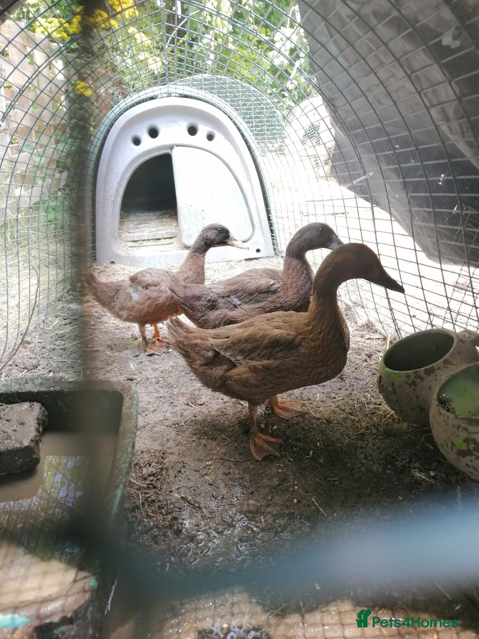 Ducks poultry Pair of Khaki Campbells - 12 weeks old  - Advert 2