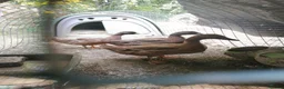 Ducks poultry for sale: Pair of Khaki Campbells - 12 weeks old  - Advert 2