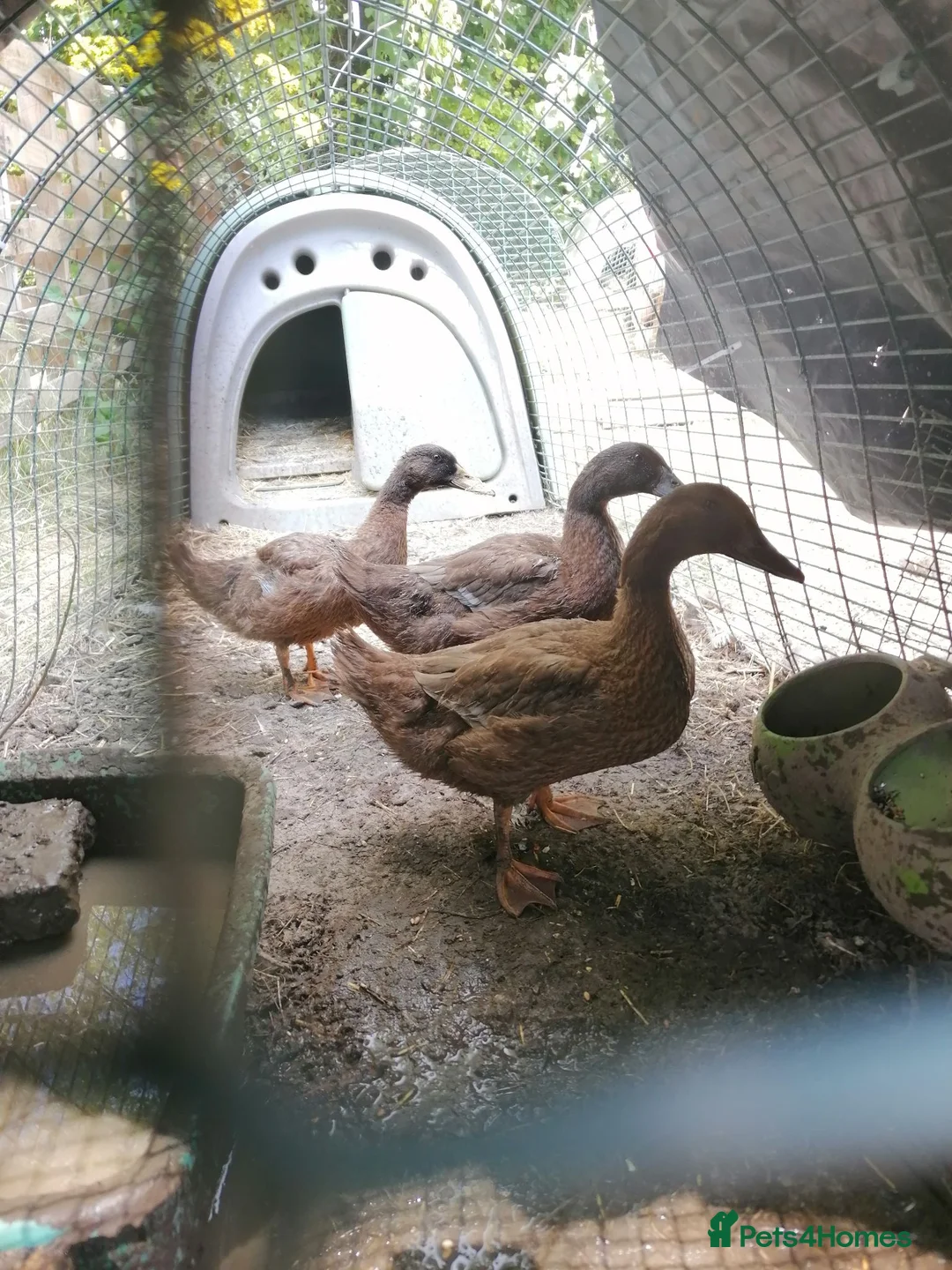 Ducks poultry for sale: Pair of Khaki Campbells - 12 weeks old  - Advert 2