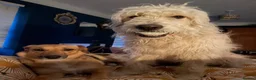 Goldendoodle dogs for stud: Proven F1 Goldendoodle for Stud in Penzance - Advert 7