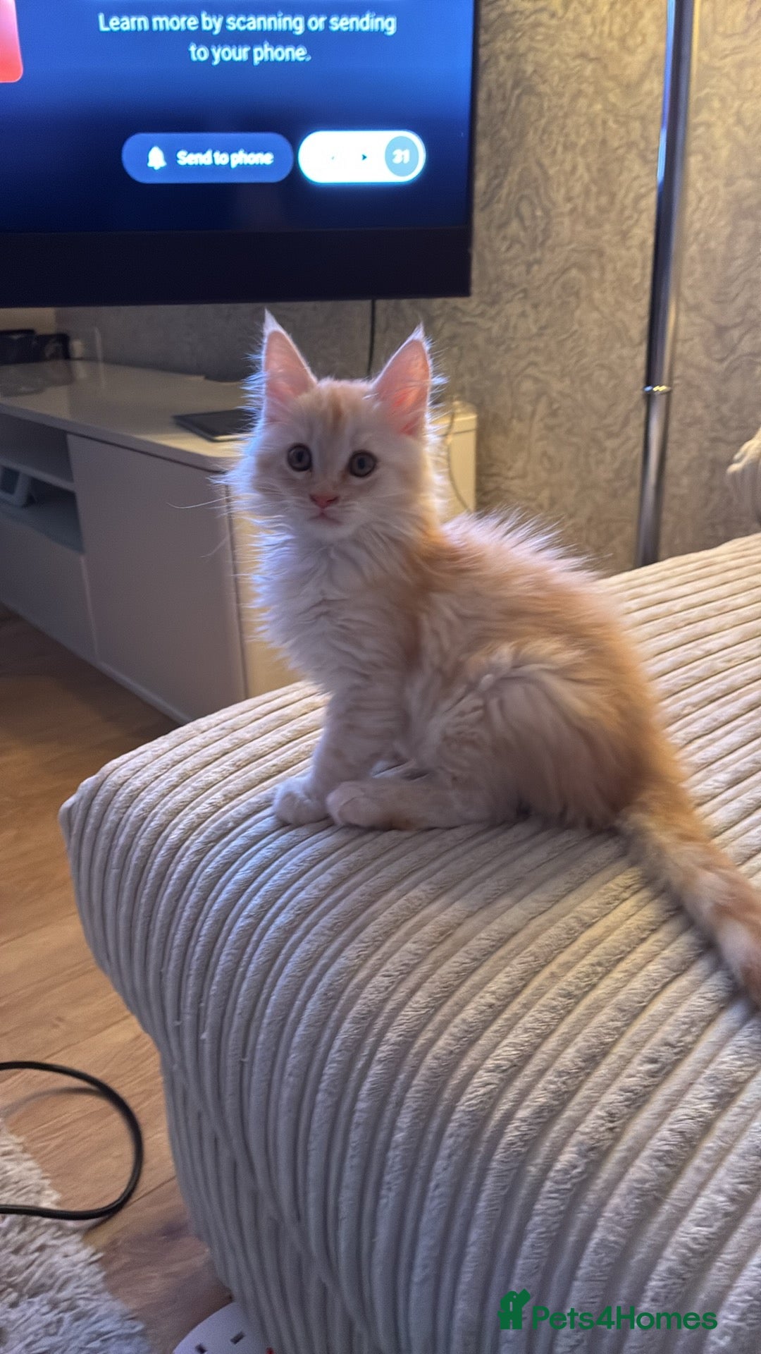 Maine Coon cats for sale: Maine coon  - Advert 2