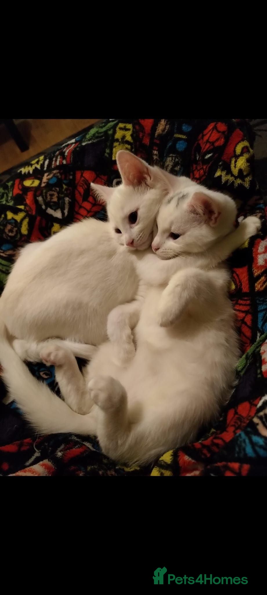 British Shorthair cats Sisters for sale/rehoming - Advert 1