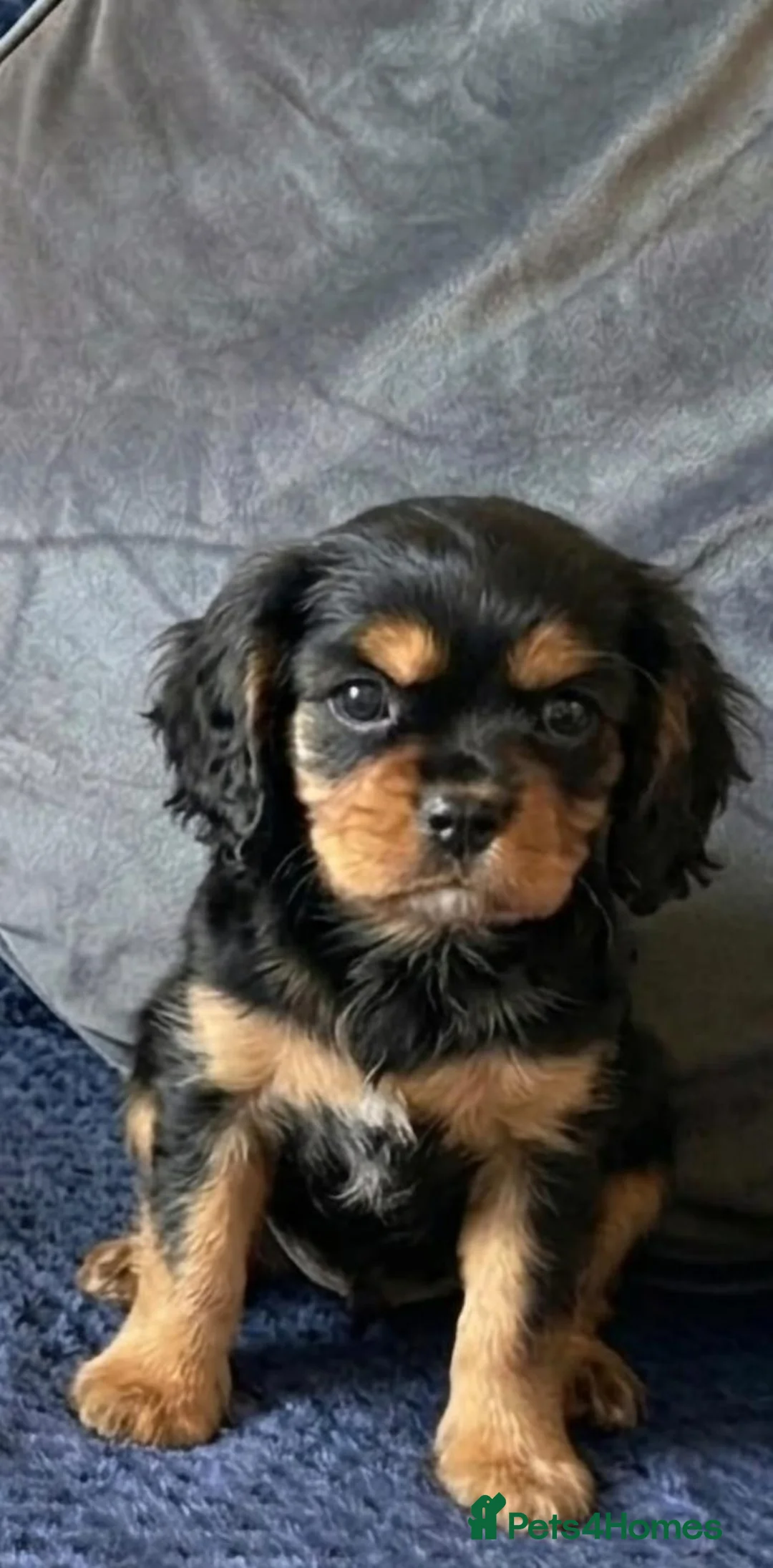 Cavalier King Charles Spaniel dogs for sale: STUNNING BLACK AND TAN HEALTH CHECKED  - Advert 2